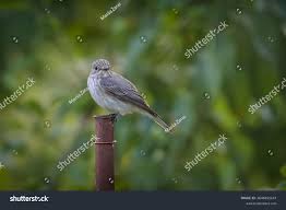 Attēlu rezultāti vaicājumam “Muscicapa striata adult”