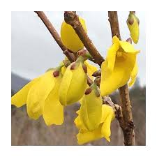 Attēlu rezultāti vaicājumam “Forsythia intermedia flower”