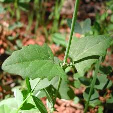 Attēlu rezultāti vaicājumam “Atriplex patula”