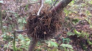 Attēlu rezultāti vaicājumam “Taphrina betulina”