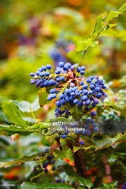 Attēlu rezultāti vaicājumam “Mahonia aquifolium fruit”