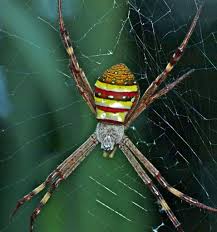 Image result for st andrews cross spider