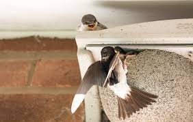 Attēlu rezultāti vaicājumam “Delichon urbicum nest”