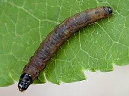 Attēlu rezultāti vaicājumam “Orthotaenia undulana”