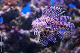 Image result for Pterois volitans