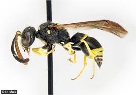 Attēlu rezultāti vaicājumam “Ancistrocerus sp. male”
