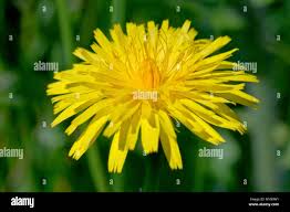 Attēlu rezultāti vaicājumam “Hieracium vulgatum”