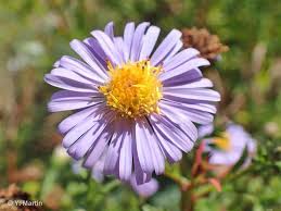 Attēlu rezultāti vaicājumam “Symphyotrichum x salignum”