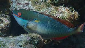 Image result for Sparisoma aurofrenatum