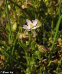 Attēlu rezultāti vaicājumam “Spergularia marina leaf”