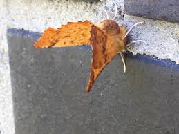 Attēlu rezultāti vaicājumam “Ennomos autumnaria male”