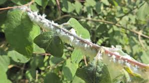 Attēlu rezultāti vaicājumam “Prociphilus xylostei”