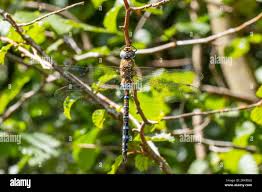 Attēlu rezultāti vaicājumam “Aeshna mixta”