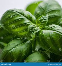 Attēlu rezultāti vaicājumam “Ocimum basilicum leaf”