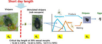 Attēlu rezultāti vaicājumam “Aphis farinosa”