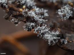 Attēlu rezultāti vaicājumam “Polycephalomyces tomentosus”