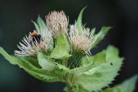 Attēlu rezultāti vaicājumam “Cirsium oleraceum”