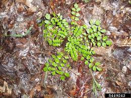Attēlu rezultāti vaicājumam “Cardamine impatiens”