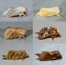 Attēlu rezultāti vaicājumam “Lasiocampidae”