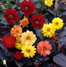 Image result for Dahlia `Red Skin`
