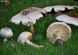 Attēlu rezultāti vaicājumam “Agaricus”