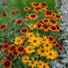 Image result for Rudbeckia