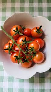 Afbeeldingsresultaat voor principe borghese tomato