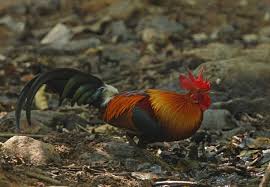 Attēlu rezultāti vaicājumam “Gallus male”