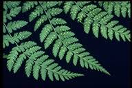 Attēlu rezultāti vaicājumam “Dryopteris expansa”