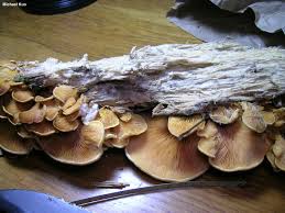 Attēlu rezultāti vaicājumam “Phyllotopsis nidulans”