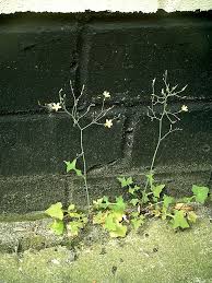 Attēlu rezultāti vaicājumam “Mycelis muralis bud”