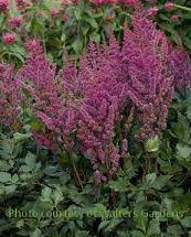 Attēlu rezultāti vaicājumam “Astilbe chinensis bud”