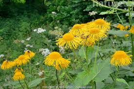 Attēlu rezultāti vaicājumam “Telekia speciosa flower”