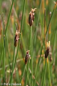 Attēlu rezultāti vaicājumam “Eleocharis quinqueflora”