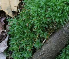 Attēlu rezultāti vaicājumam “Plagiomnium medium”