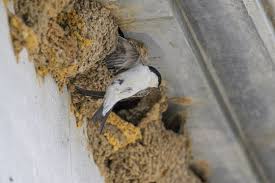 Attēlu rezultāti vaicājumam “Delichon urbicum nest”