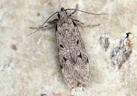 Attēlu rezultāti vaicājumam “Gelechia jakovlevi”