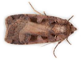 Attēlu rezultāti vaicājumam “Xestia triangulum”