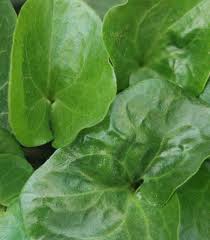 Attēlu rezultāti vaicājumam “Asarum europaeum leaf”