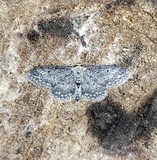 Attēlu rezultāti vaicājumam “Idaea seriata”