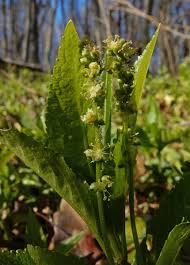 Attēlu rezultāti vaicājumam “Mercurialis perennis bud”