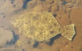 Image result for Paralichthys dentatus