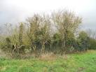 Ruins of Flixton St Andrew's - via Daymix