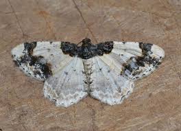 Attēlu rezultāti vaicājumam “Ligdia adustata”