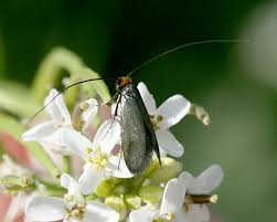 Attēlu rezultāti vaicājumam “Cauchas rufimitrella”