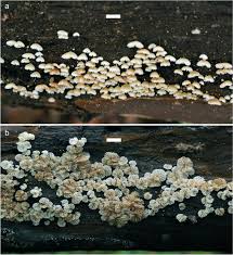 Attēlu rezultāti vaicājumam “Crepidotus versutus”