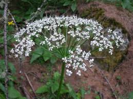 Attēlu rezultāti vaicājumam “Chaerophyllum aromaticum flower”