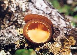 Attēlu rezultāti vaicājumam “Ascomycota”