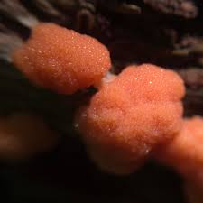 Attēlu rezultāti vaicājumam “Tubifera ferruginosa (subsp. ferruginosa) macro”