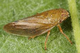 Attēlu rezultāti vaicājumam “Aphrophora alni imago”